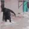 Wukong emote