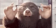 Krotuk12 emote