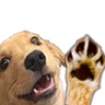 DogHi emote