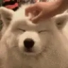PetTheDog emote