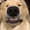 Wowies emote