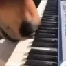 horsePiano emote