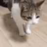 catDead emote