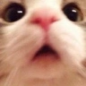 WhA emote