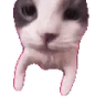 catPOW emote