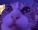 WTF emote