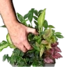 PlantsGrab emote