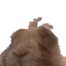 Vibe emote