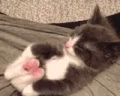 Chill emote