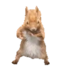 squirrelDance emote
