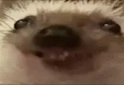 VeryEzh emote