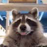 raccCHATTING emote