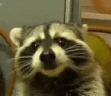 raccMUNCHIN emote