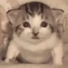 CatExplosion emote