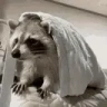 raccHIDE emote