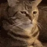 General emote