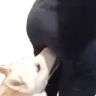 SnackTime emote