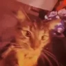 CatBanger emote