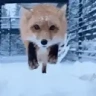 nom emote