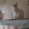 CatHand emote