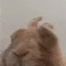 bunnyJAM emote