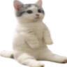 catsittingverycomfortable emote