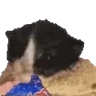 catCorn emote