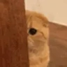 Lurk emote