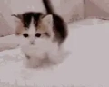 shelee emote
