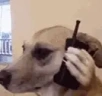 DogPhone emote