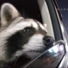 raccFeels emote
