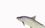 PettingJoel emote