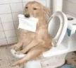 DogToilet emote