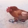 DrippingFatCock emote