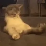 CatKok emote