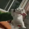 angwy emote