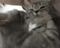 catLove emote