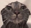 Pain emote