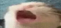 AAAAAAAAAAAA emote