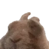 VIBE emote
