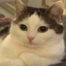 Bukhtelka emote