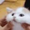 FLOOF emote