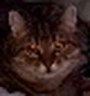 ryszardStare emote