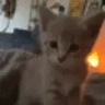 AREYOUBRITISH emote