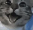 :DD emote