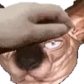 PETTHECHIVAS emote