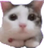 CatLookingAtYou emote
