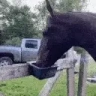 HorseAlert emote