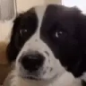 Erm emote