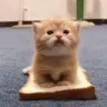 idiotsandwich emote